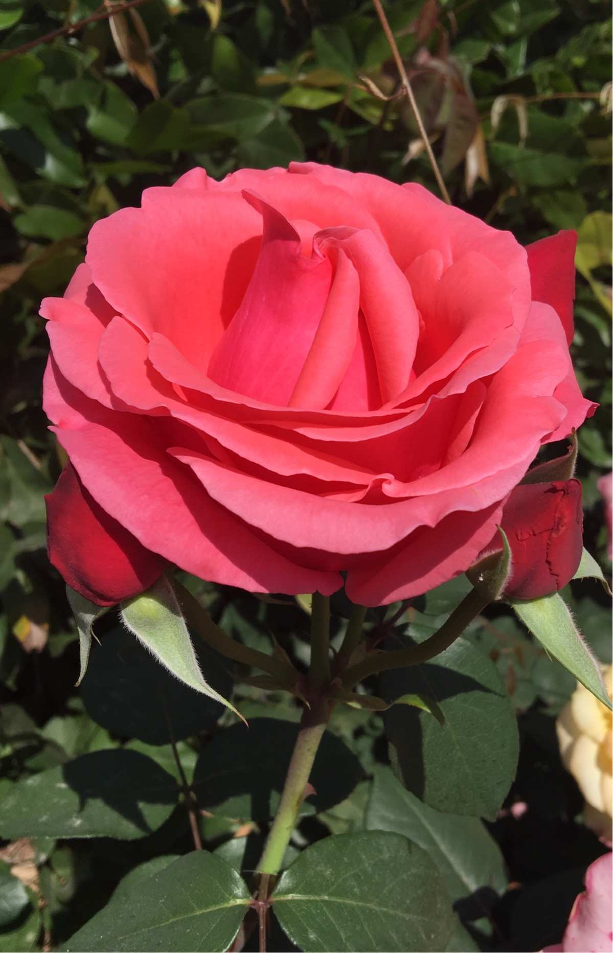 玫瑰之恋：一杯花香，心中滋味如何？