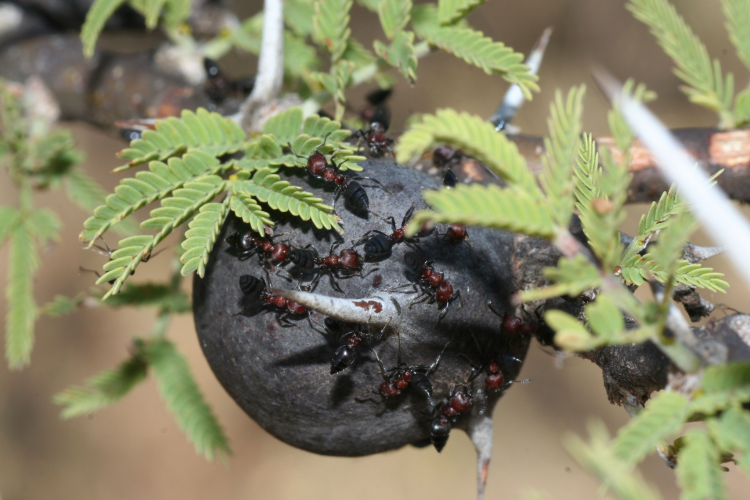 蚂蚁庄园：虚拟果树种植体验