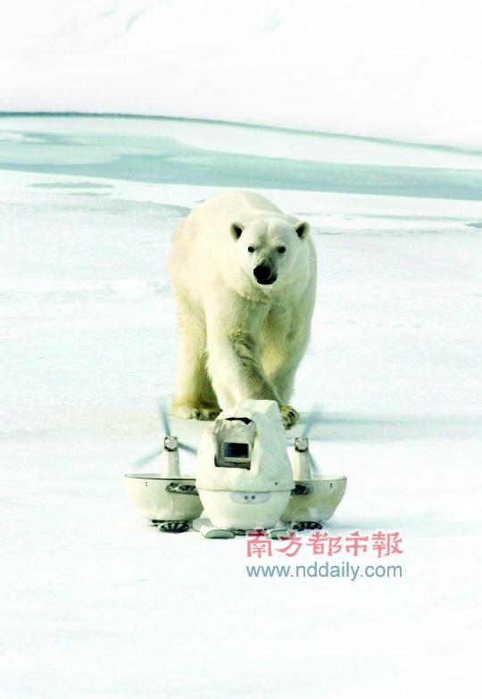 地球最大陆地食肉动物，你知道是北极熊吗？