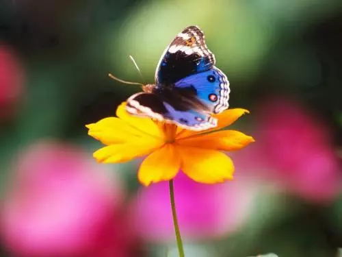 蜀山传花妖_花妖_花妖传