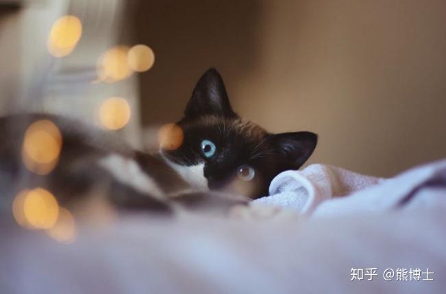 夜猫猫_以闪亮之名夜猫猫_以闪夜猫猫