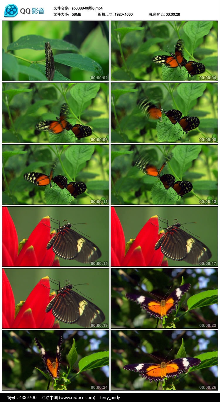 生活中的美，小蝴蝶视频带你分享