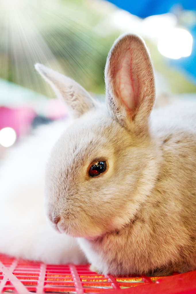 魅力四溢，迷人动人的美印兔兔