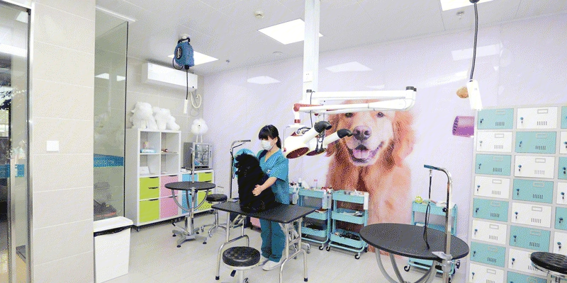 加菲猫宠物医院：呵护每只宠物，提供最佳医疗服务