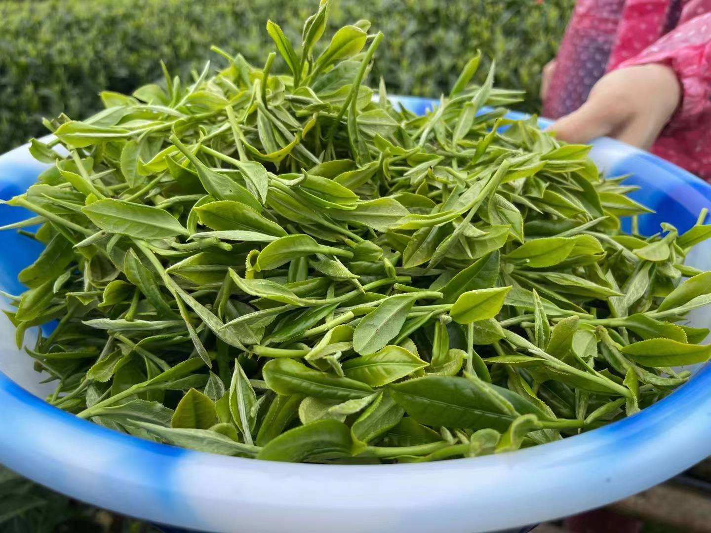 康茨坦茨大学_七种茨_小茨