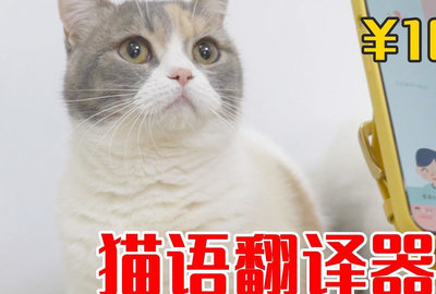 猫咪翻译神器_猫咪翻译器小程序_猫咪语言翻译器