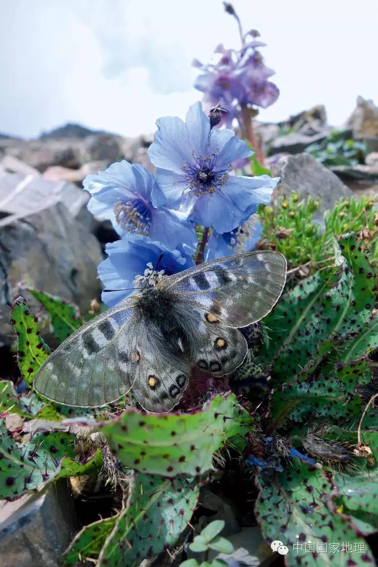 美丽晶蝶，寻找她们的热门聚集地