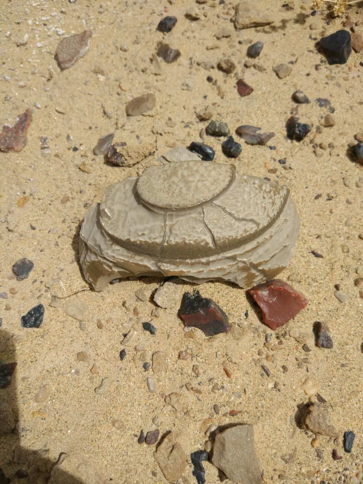 追寻泰拉瑞亚：古老沙漠中的化石奇观