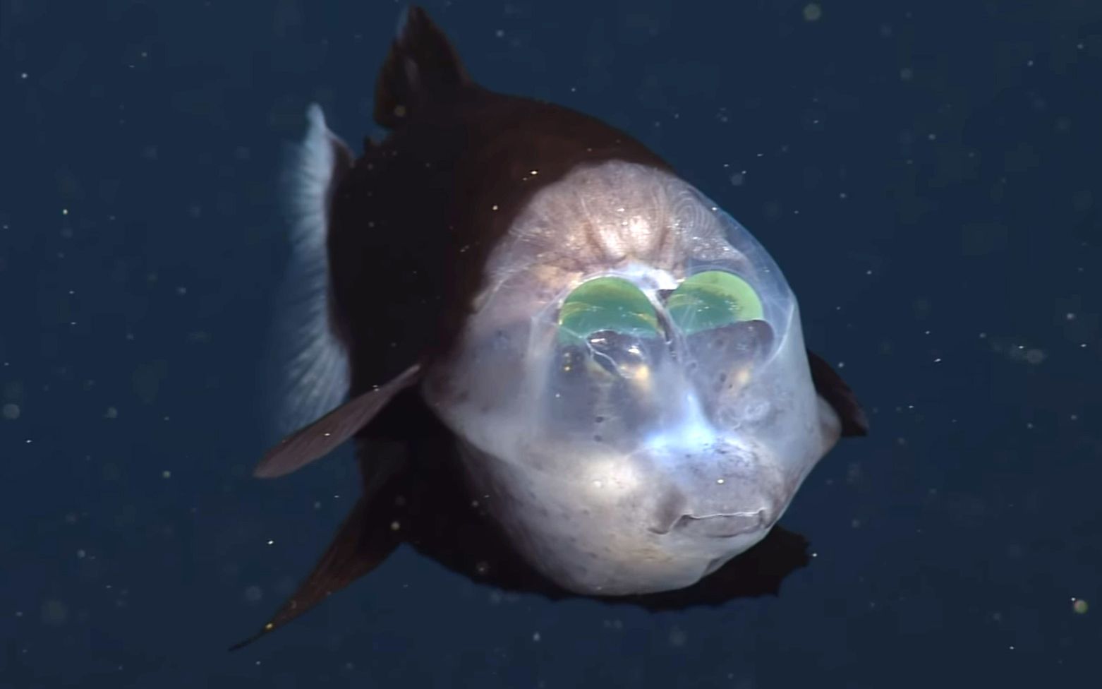 桶眼鱼：活泼可爱的小鱼，你真的了解我吗？