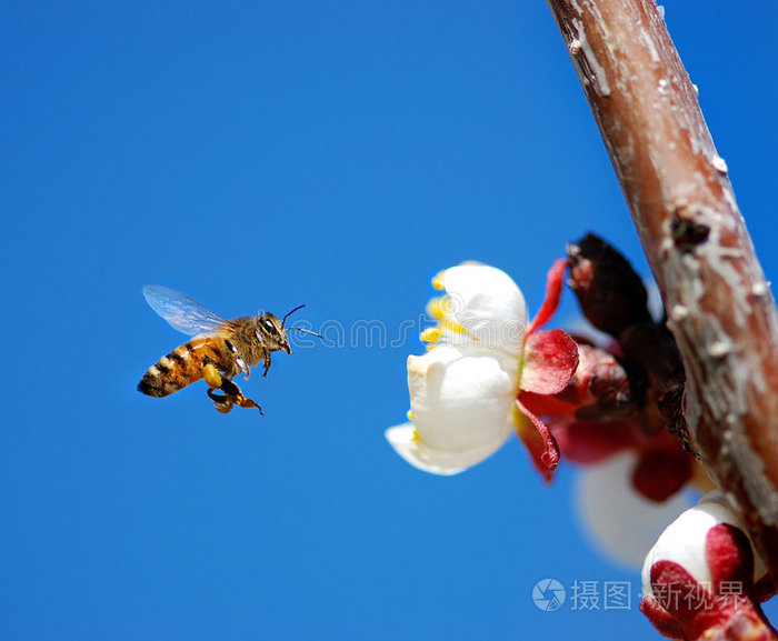 蜂蜜世界，虚拟游戏中的小蜜蜂