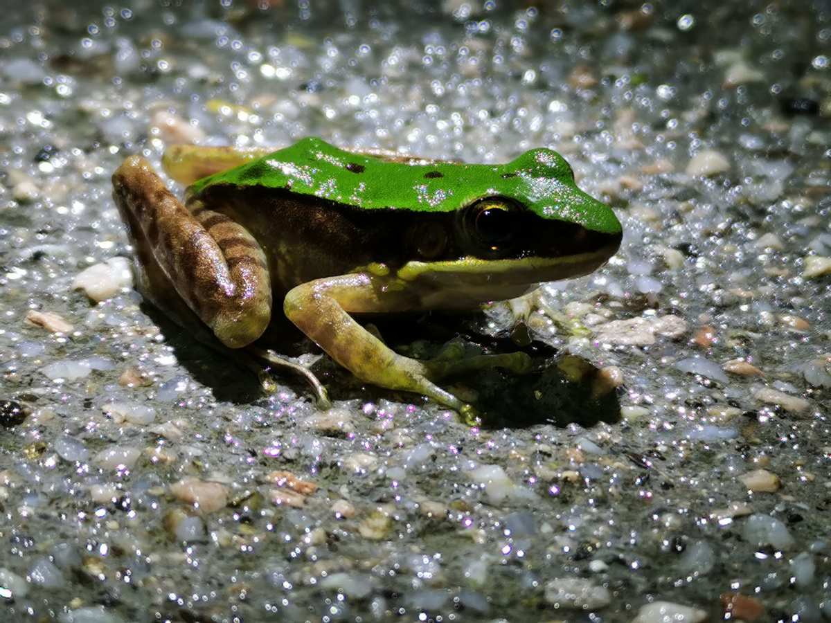 不良蛙进化：独特惊叹，探秘这一奇特物种