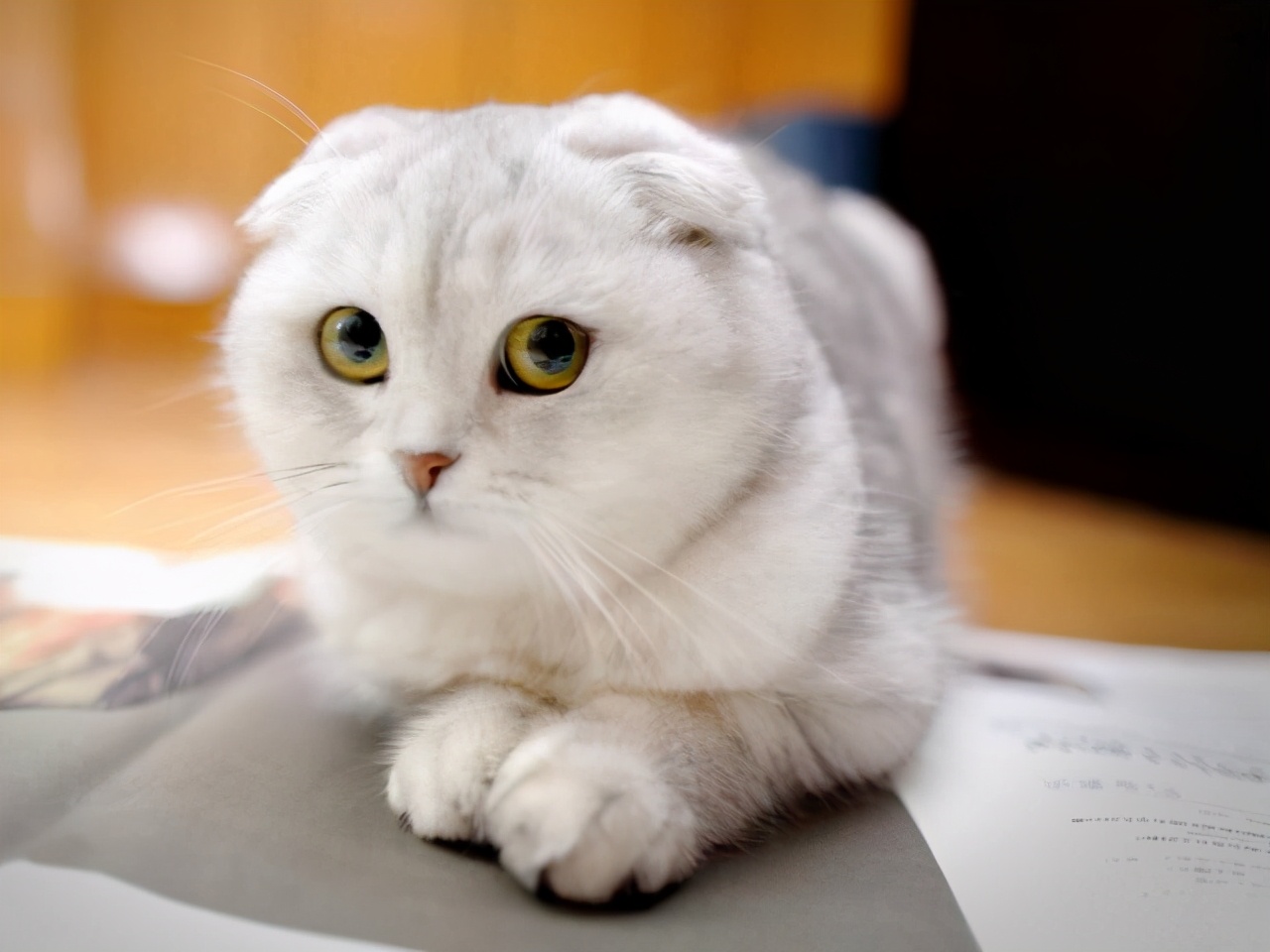 爱猫人士的天堂，喵咪官网首页揭示了无限欢乐