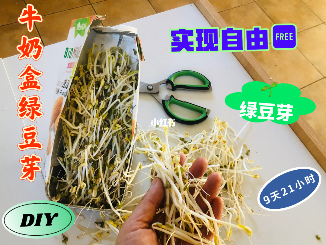 豆芽图片_豆芽网红_豆芽网