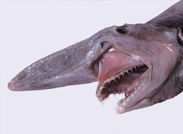 探秘长鳍短吻鲨的丰富品种，你知道有哪些？