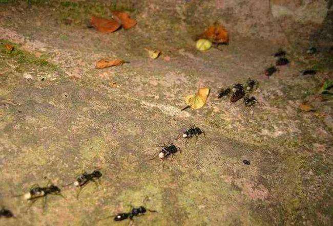 奇妙世界中的模拟蚂蚁