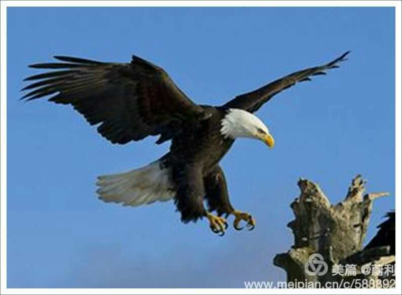 元气骑士嘤嘤鹰：冒险时代的翱翔少年