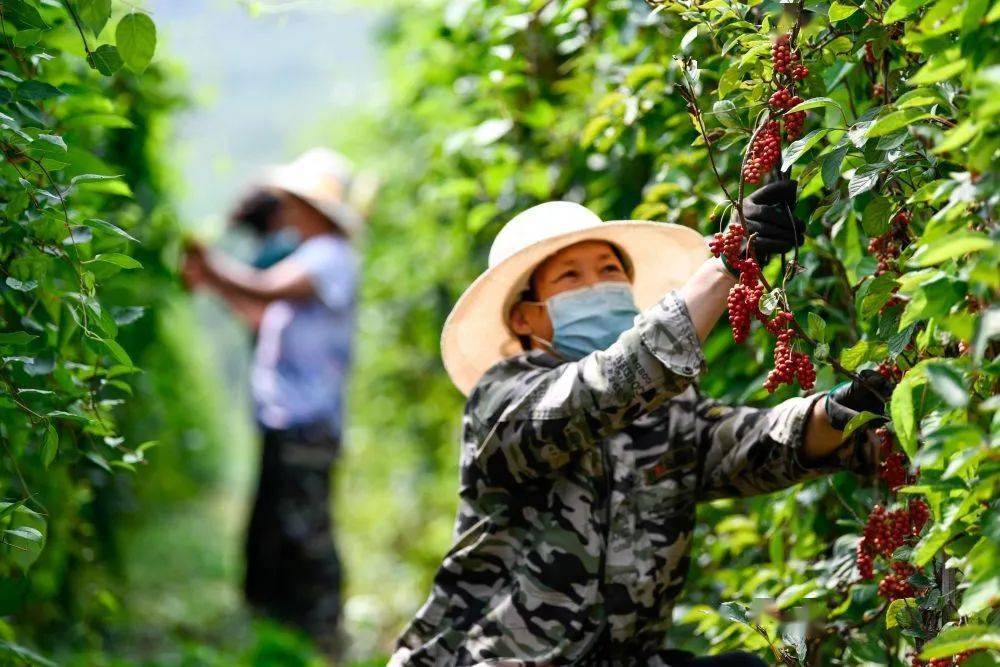 传说狼牙有什么用_传说郊狼牙_狼牙传说