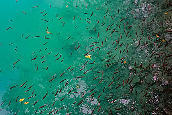 原神鱼类图鉴-鱼类世界，美丽多样，闪烁光芒