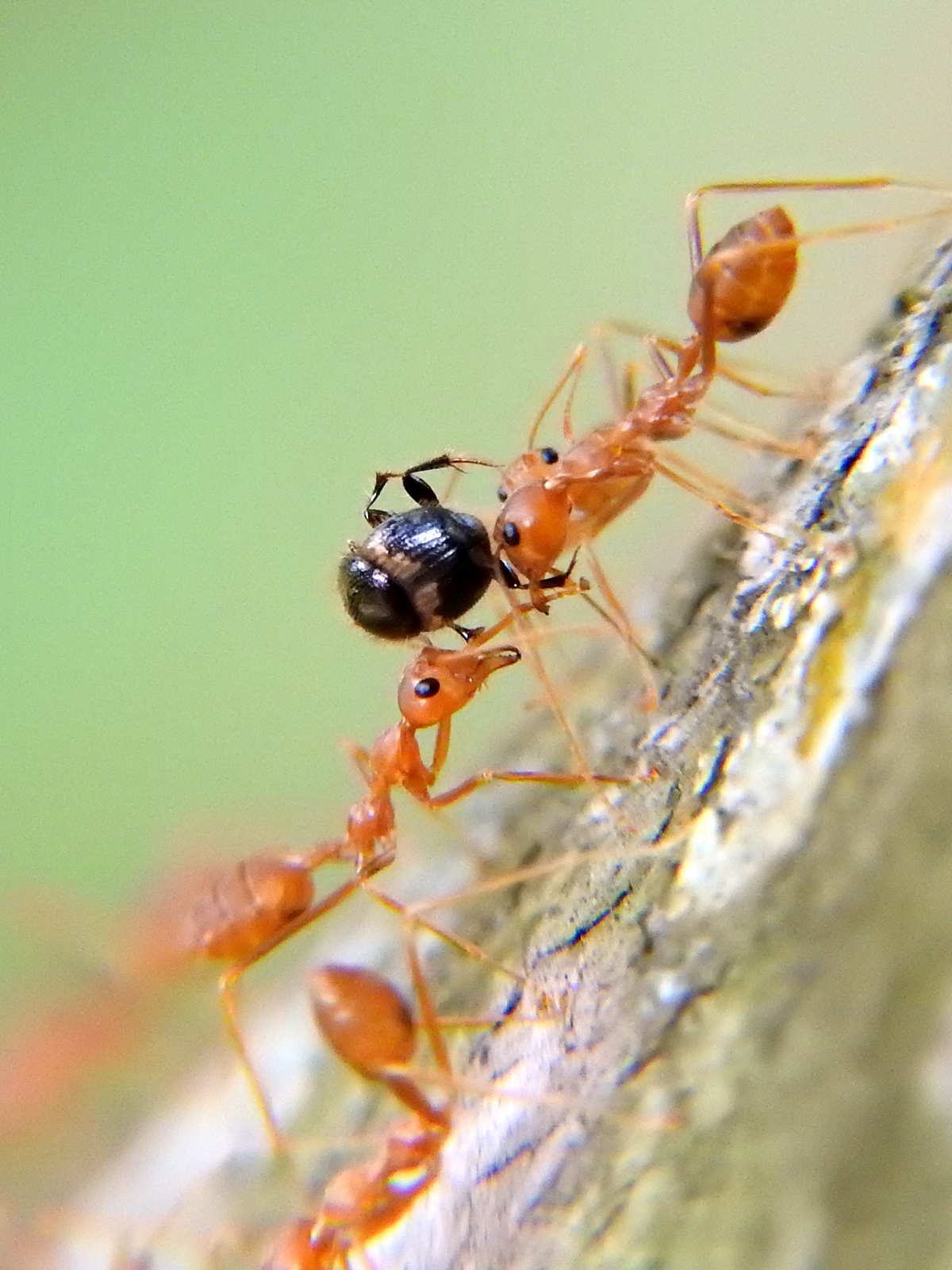 繁忙蚁冢中的活泼小蚂蚁
