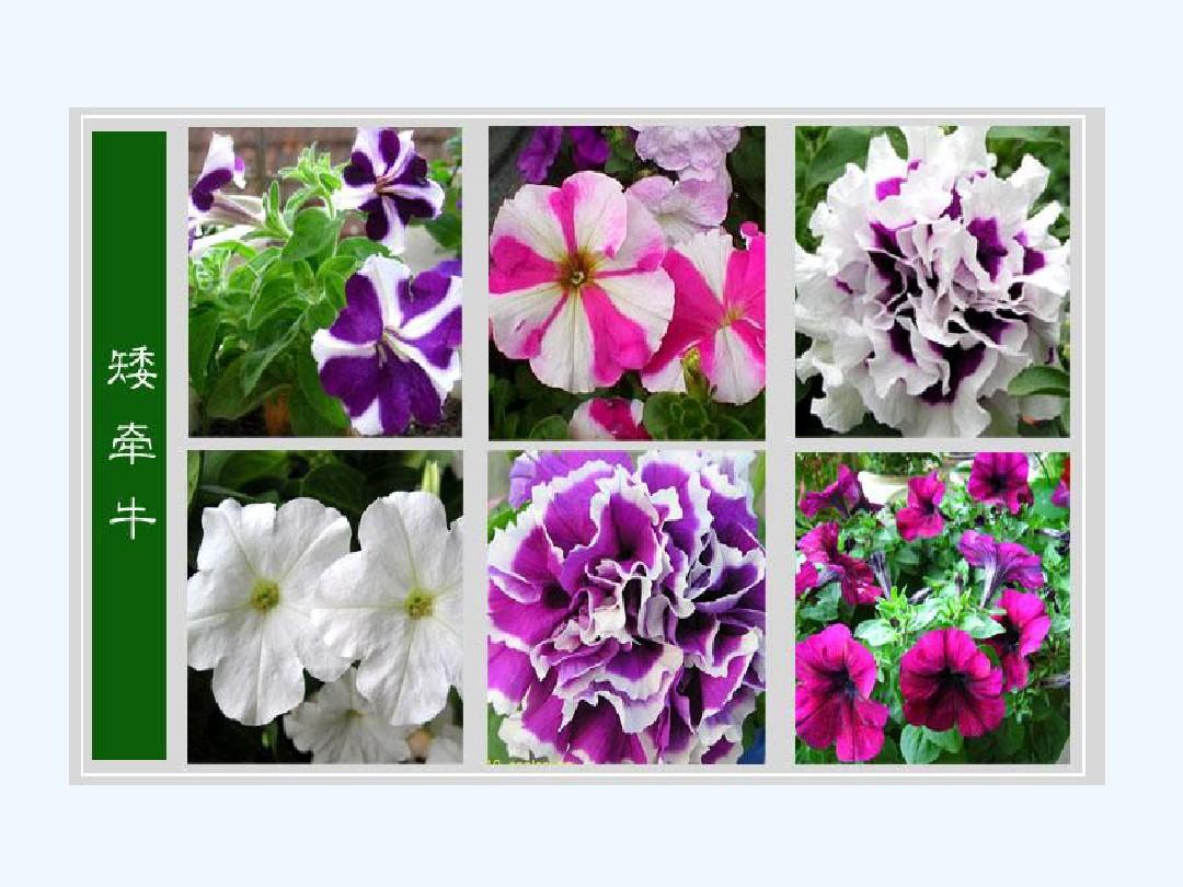 花季v3.0.2：智能花卉养护助手，打造您的花园秘籍