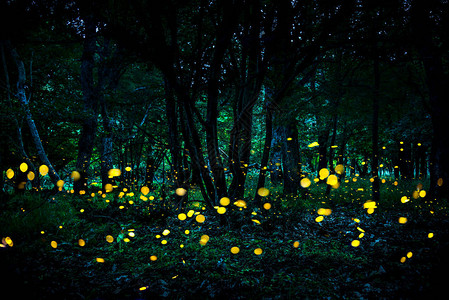 萤火虫日记手机版游戏攻略-夜晚与自然的奇妙邂逅，探索萤火虫的秘密