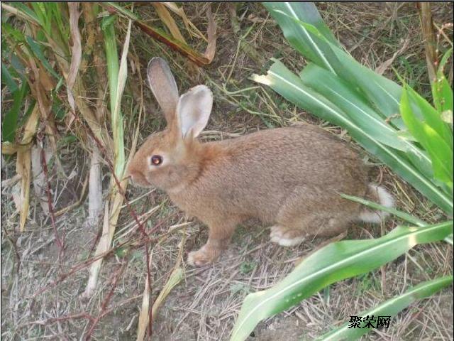 兔子繁殖速度惊人！为了控制数量，兔子必须死