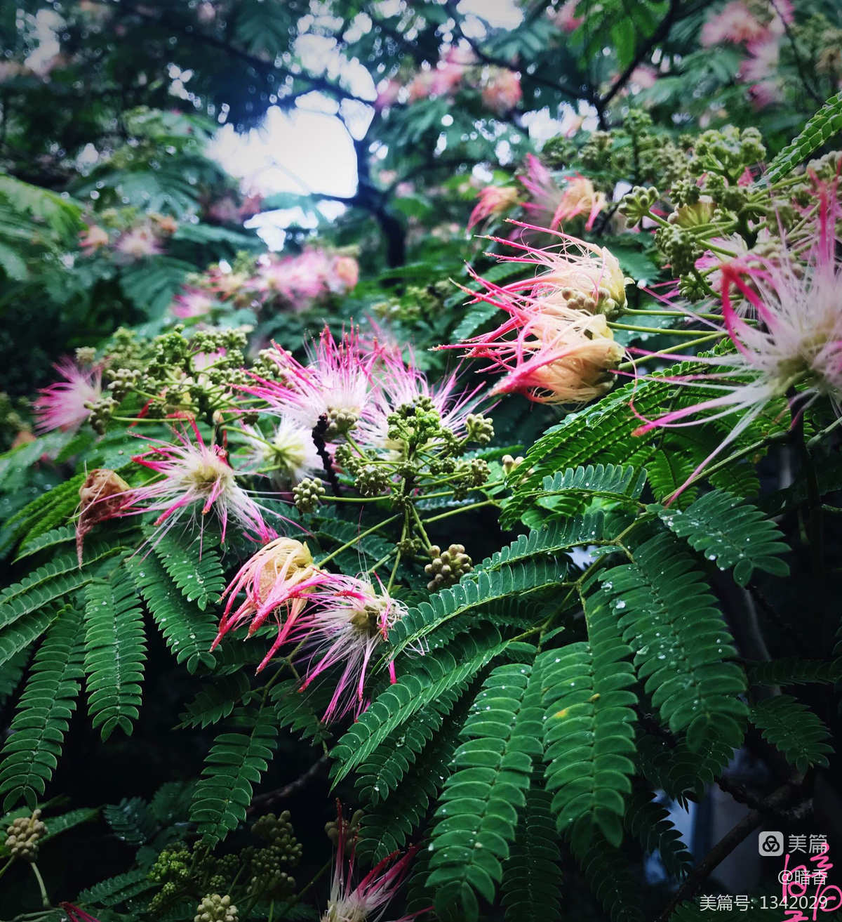 真中合欢-花香吸引蜜蜂和蝴蝶