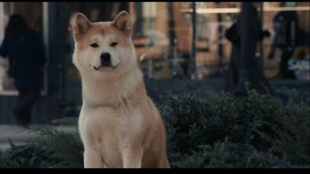 忠犬八公的故事电影在线观看-忠犬八公：忠诚与感动的化身