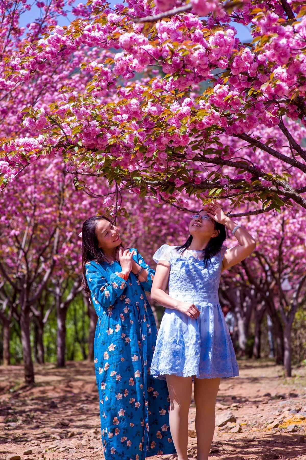 盛世樱花：日本樱花节之美