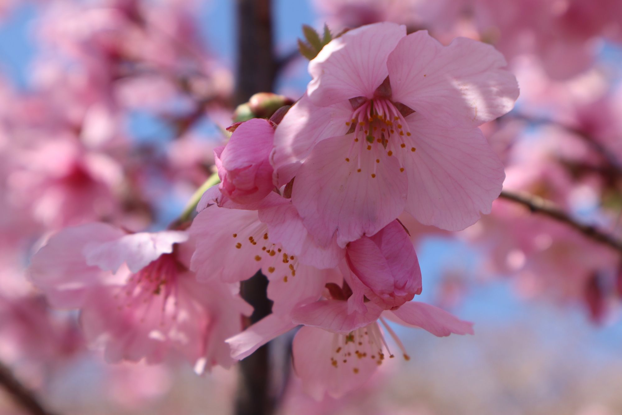 日本樱花节日_日本樱花节_日本樱花节的时间和节日活动