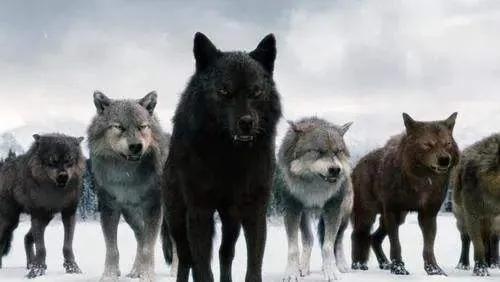 狼身后的狼-狼：神秘而令人着迷的存在
