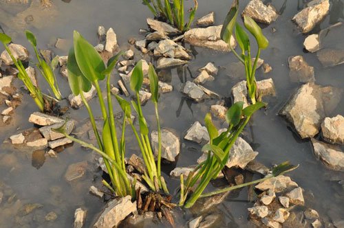 沼地的泥龙王-沼地王国：泥龙王的秘密与泥藻的生态之谜