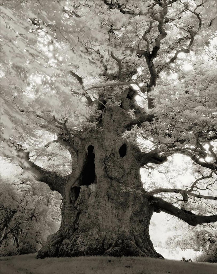 木恩-岁月见证：世界最古老树木的惊人生存之旅
