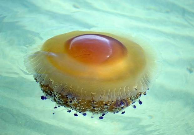 周防-惊！日本海现五彩斑斓神秘生物，科学家大展开研究调查