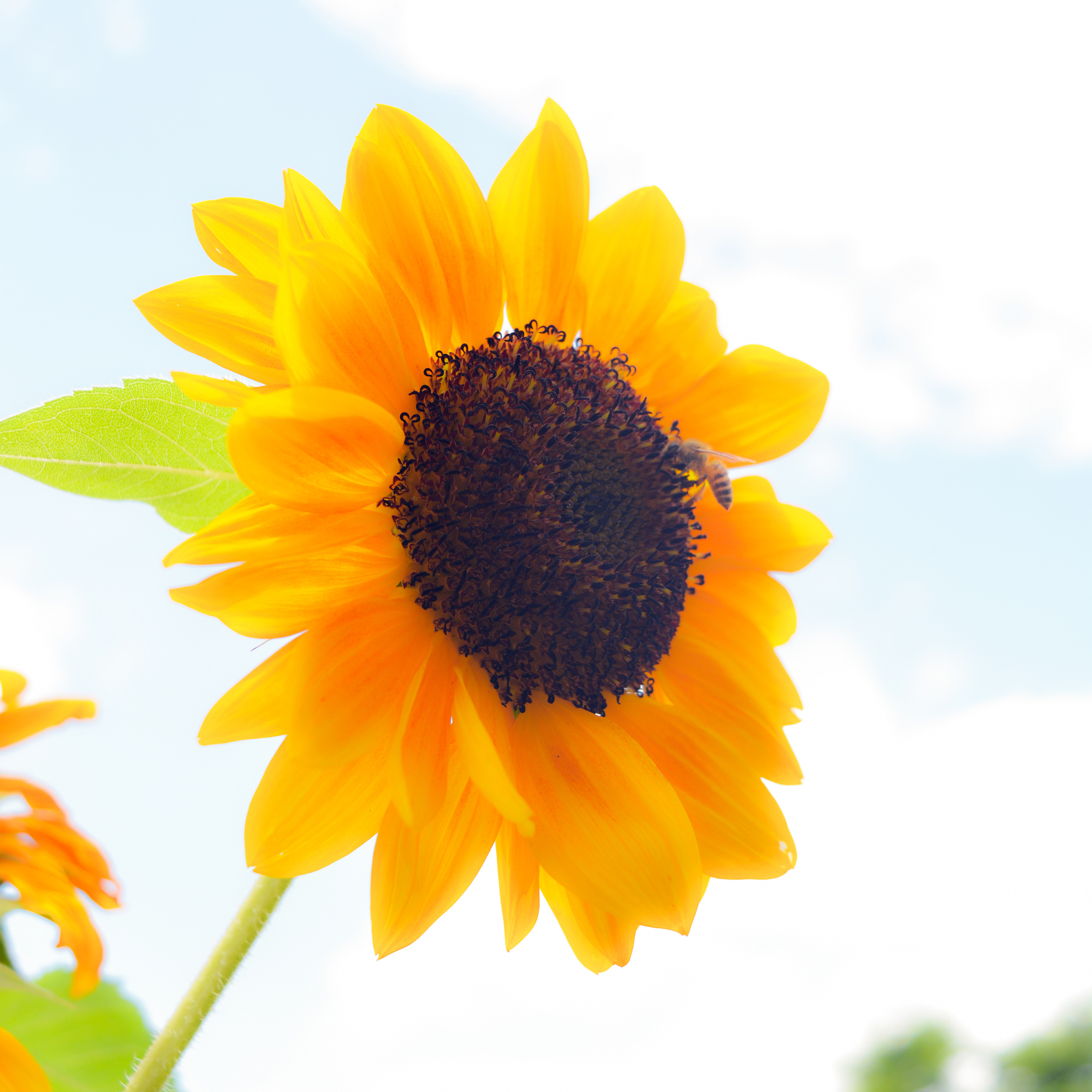 向日葵界的小太阳：本间向日葵的独特魅力和养护技巧