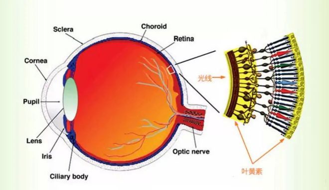 玩手机游戏后眼睛发痒流泪-玩手机游戏，眼睛痒痒？原来是这个原因