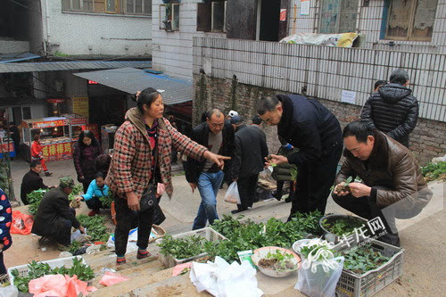 蔬菜园手机游戏-体验种植乐趣：打造虚拟蔬菜园，享受耐心观察与管理挑战