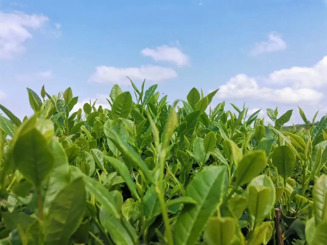 游戏茶苑手机_手机游戏茶苑官网_手机游戏茶苑双扣记牌器