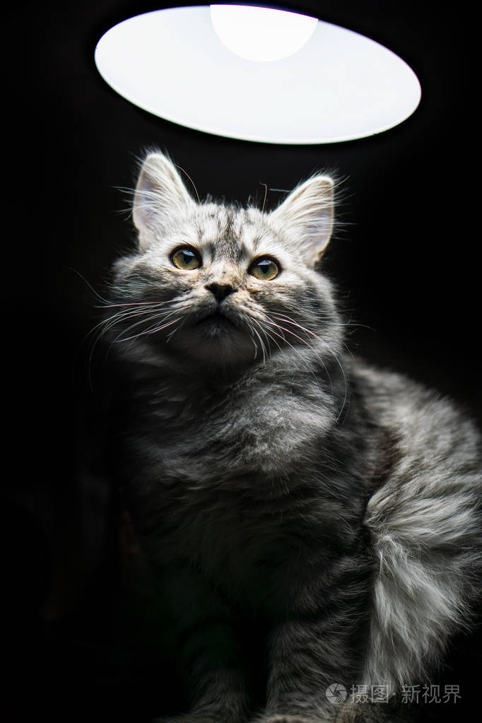 灰猫-温馨故事：与灰色小猫的特殊友谊，寒冬里的温暖相伴