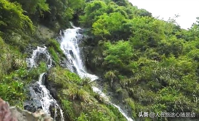 龙花草图片_花龙_龙花蛇