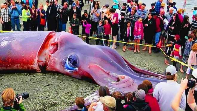 深海之驭海人_海后深海鱼子精华原液_深海和海面的温