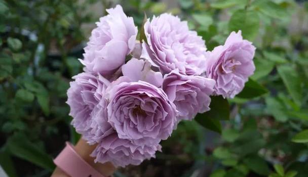 上海季节梅雨时间是几点_上海梅雨季节是什么时间_上海梅雨季节的时间