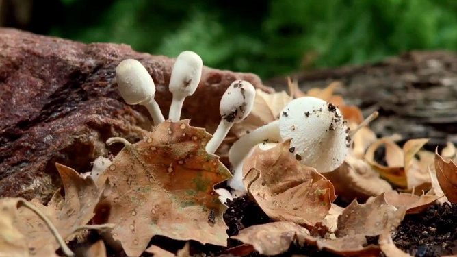 下载蘑菇视频_蘑菇免费下载安装_蘑菇视频红色logo