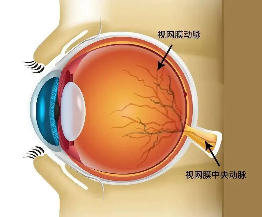 玩手机游戏眼睛疼_玩手机眼睛红会瞎吗_玩手机游戏为什么会眼睛红